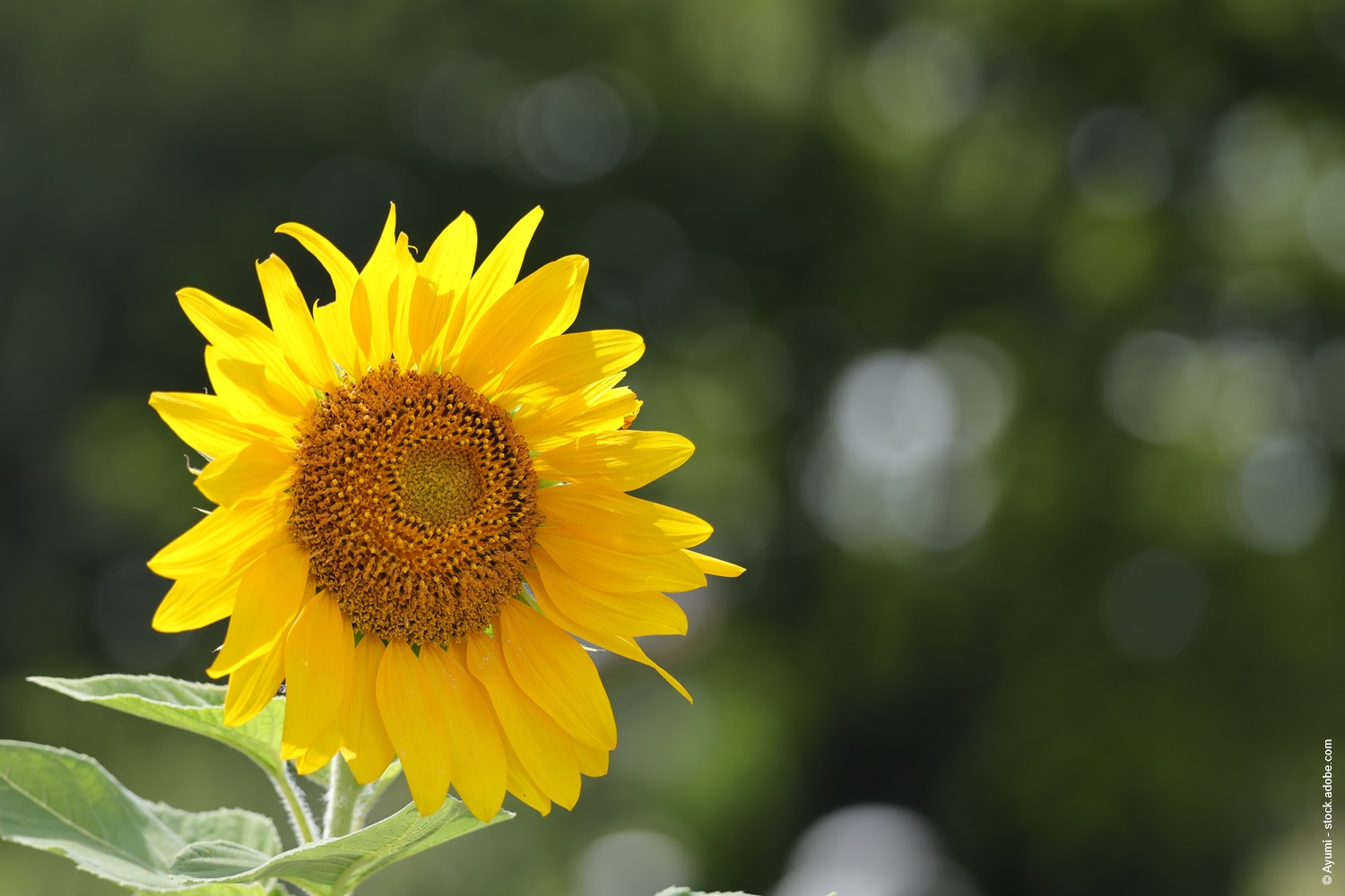 Sonnenblume